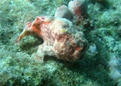 Pink frogfish using its lure. Bonaire. Canon SD 550. by Paul Holota 